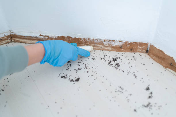 Bird Control in Sinking Spring, PA